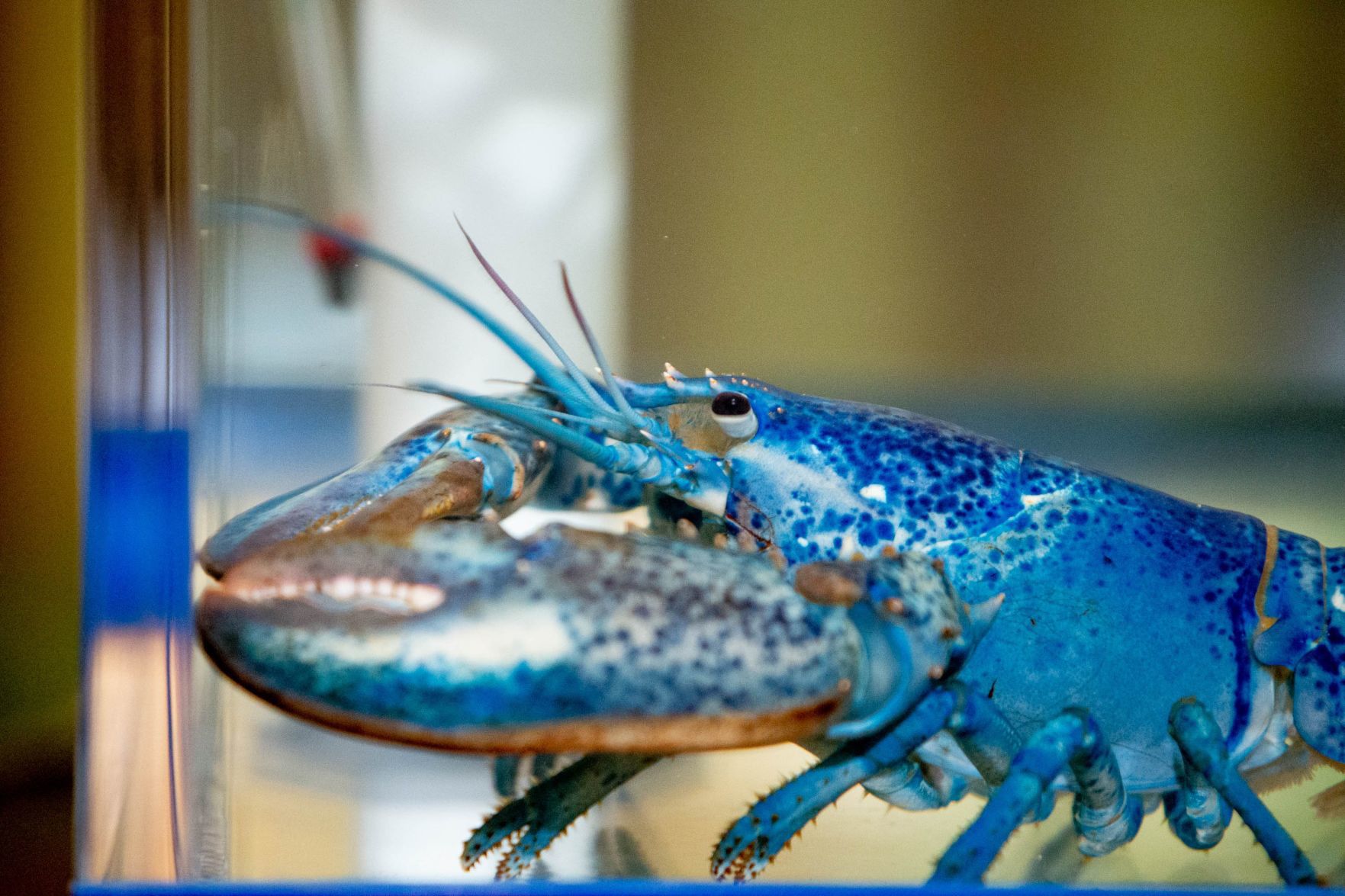 Cape Cod restaurant donates blue lobster celebrating Blues Stanley Cup win